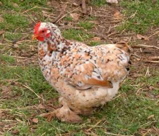 Bantam COCHIN Chicken Hatching Eggs ~ Calico, Mottled, Barred 