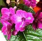 Streptocarpus Nitania New beautiful Gunilla Ridderberg Swedish strep 