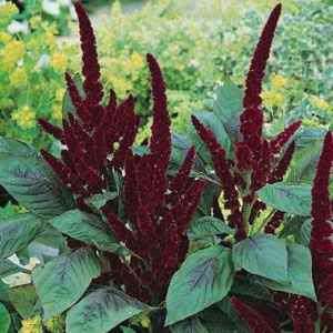 AMARANTHUS PYGMY TORCH (A. Hypochondriacus) X 300 Seeds  