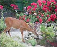 Animal Repellent Formula (ARF)  deer away from garden   