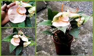 Anthurium scherzerianum white & pink splash 1 Plant  