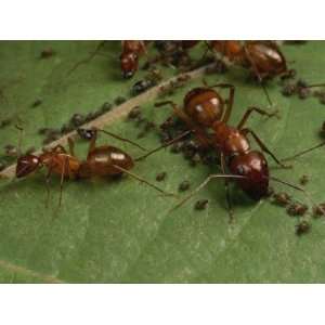  Honey Ants Gather Honey Dew Secreted by Aphids the Ants 