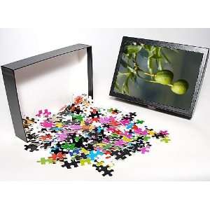 Jigsaw Puzzle of Avocado Fruit   two ripening Avocados hang on a tree 