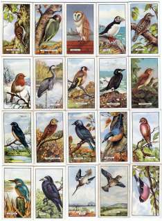 Full Set of 48 Gorgeous Bird Paintings Cards from 1937  