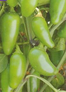 Mild Jalapeno Pepper   25 Seeds/Seed  