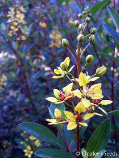 24+ Golden Thryallis, Gold Shower,Flowering Shrub Seeds  