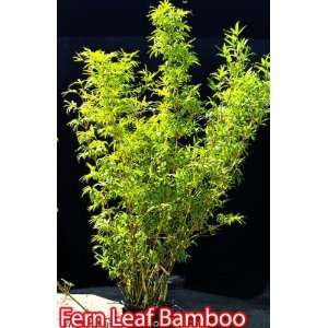  Fernleaf Bamboo Plants Patio, Lawn & Garden