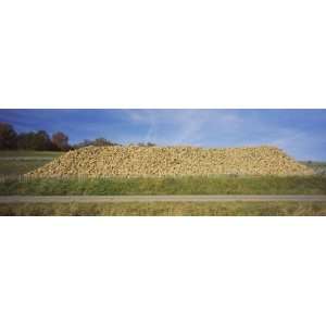 Heap of Sugar Beets in a Field, Stuttgart, Baden Wurttemberg, Germany 