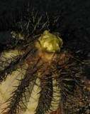 Copiapoa Calderana rarest succulent cactus seeds  