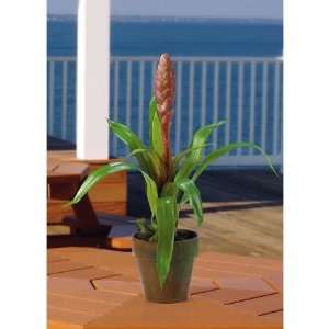   USA zeusd1 CALA 4270330 Potted Single Sword Bromeliad