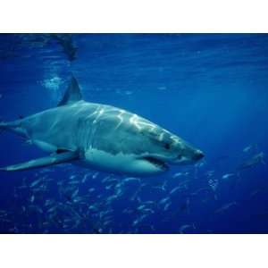  Great White Shark (Carcharodon Carcharias), Mexico 