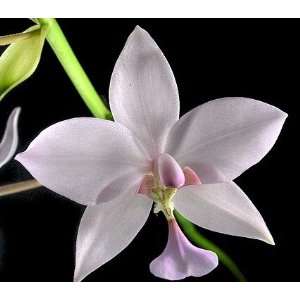 White Philippine Ground Orchid Spathoglottis Plant  