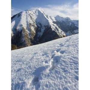  Animal Tracks in Snow, Garfagnana, North West Tuscany 