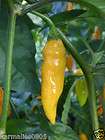 10+) DATIL PEPPER SEEDS ********