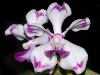 Vanda luzonica Species Orchid Plant  