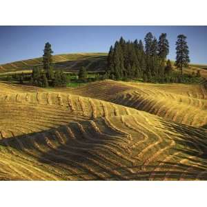  Fields, Palouse, Whitman County, Washington, USA Landscape 