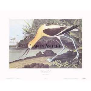  John James Audubon   American Avocet