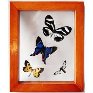  Real Framed Butterflies with Four Mounted Lepidoptera From 