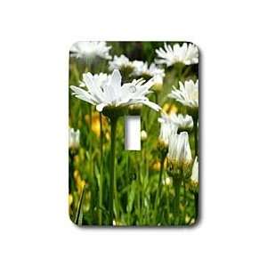 Patricia Sanders Flowers   Daisies of Summer   Light Switch Covers 