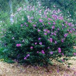 Blue Hibiscus Alyogyne huegelii Lilac Flower Live Plant  