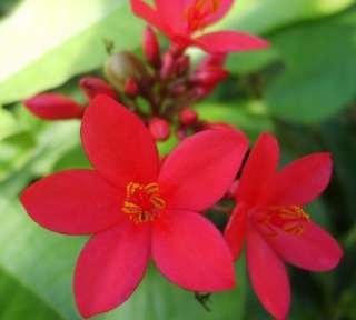 Jatropha Plant Red Tropical Peregrina  