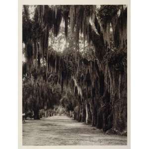  1927 Evergreen Oak Trees Savannah Georgia Avenue Spanish 