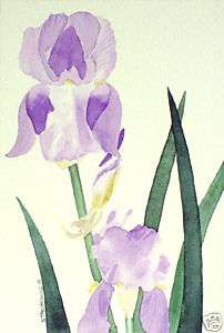 Stachowic flower watercolor bearded iris pale purple  