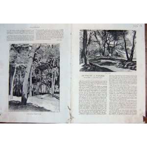  Pins Trees Provence France Aboretum French Print 1932 