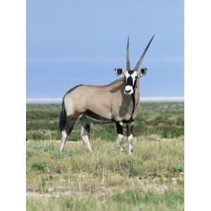 Gemsbok (Oryx), Oryx Gazelle, Etosha National Park, Namibia, Africa 