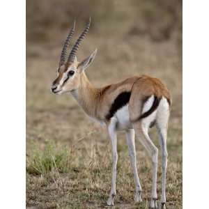  Male Thomsons Gazelle, Masai Mara National Reserve Premium 