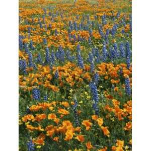 Lupine and Goldfields, California Poppies, Antelope Valley, California 