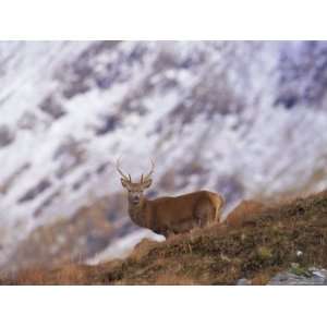 Red Deer Stag in the Highlands in February, Highland Region, Scotland 