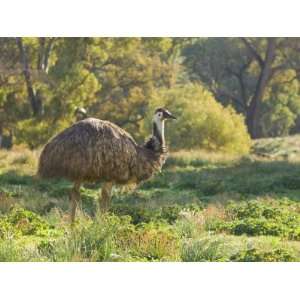  Emu, Flinders Ranges National Park, South Australia 