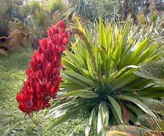 Giant Spear Lily (Doryanthes palmeri)   Bulk Fresh Seed  