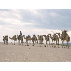  Camel Train Led by Afar Nomad in Very Hot and Dry Desert 