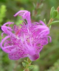Melaleuca pulchella Pink Claw Flower 20 seeds  