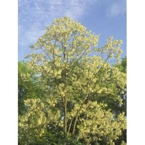 Black Locust Tree, Robinia Pseudoacacia, in Full Bloom 