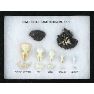  Pellet and Prey Display 