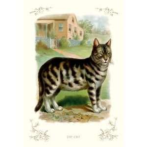  Cat   Paper Poster (18.75 x 28.5)