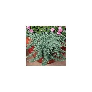  Helichrysum Silver Mist Seeds Patio, Lawn & Garden