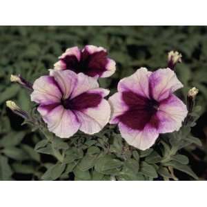  Close Up of Petunia Flowers (Petunia Hybrida) Photographic 