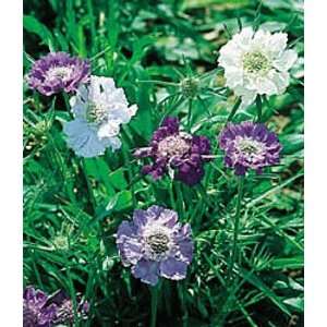  Pincushion Flower 25 Seeds   Scabiosa   Perennial Patio 