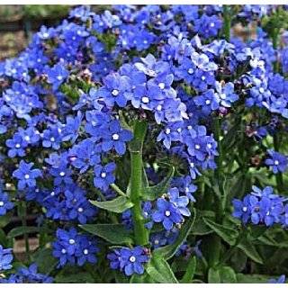  Forget Me Not Perennial 4 Plants   Anchusa Blue Angel 