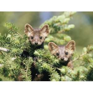  A Pair of Captive Pine Martins Stand on a Tree Branch 