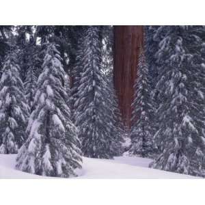 Giant Sequoia Surrounded by Young Sequoia Trees in Winter Snow 