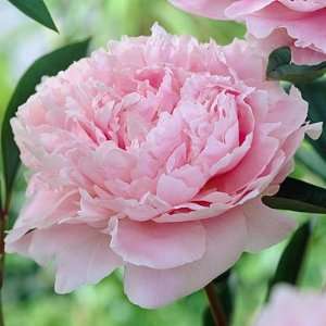  Peony Sarah Bernhardt