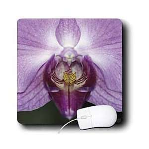  Kike Calvo Orchids   Purple orchid is a vibrant garden orchid 