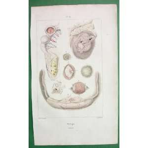   Fetus Dog Rabbit Uterus   Natural History H/C Color Antique Print