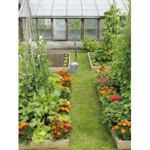 Summer Garden with Mixed Vegetables and Flowers Growing in Raised Beds 