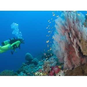  Scuba Diving Near Gorgonian Sea Fan and Schooling Anthias 